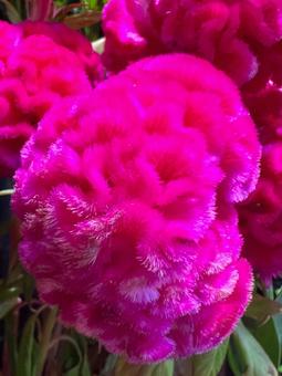 ケイトウの写真