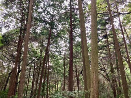 山の中の木 木,高い木,山の中の写真素材