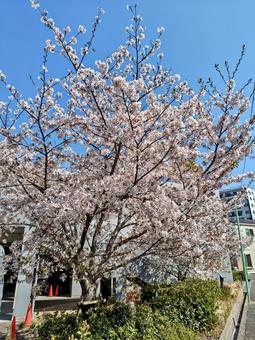 さくら さくら さくら,桜,サクラの写真素材