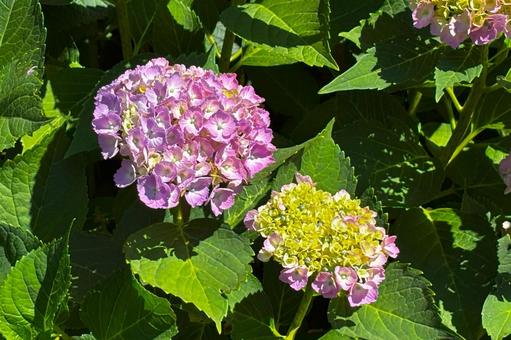 ピンク色のアジサイと蕾 ピンク色のアジサイと蕾の写真