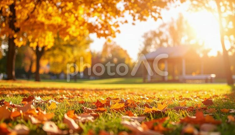 秋のイメージの背景画像　紅葉　野原　公園 秋,葉,風景の写真素材