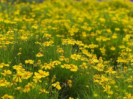 オオキンケイギク オオキンケイギク オオキンケイギク,ヘレニウムダコタゴールド,外来種の写真素材