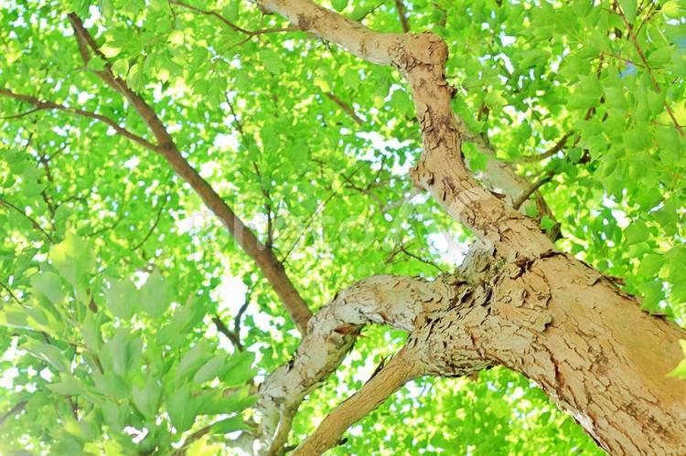 自然の緑と背景素材 森,アウトドア,レジャーの写真素材