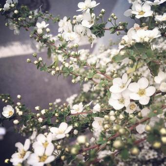 ユキヤナギ ユキヤナギの写真