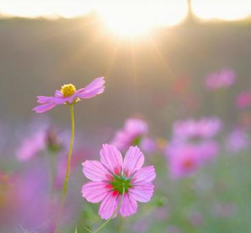 朝陽とCOSMOS① 朝陽とCOSMOS① コスモス,早朝,朝日の写真素材