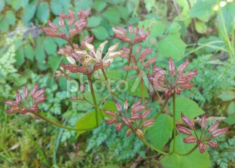 オウレンの花の終わった後 オウレン,花,終わりの写真素材