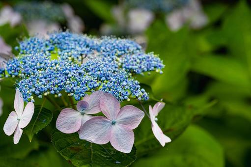 佐賀-【見返りの滝とあじさい】 佐賀,唐津市,見返りの滝の写真素材