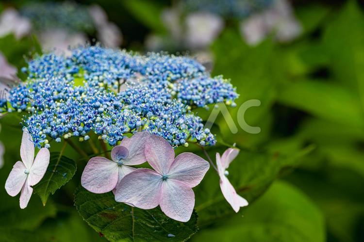 佐賀-【見返りの滝とあじさい】 佐賀,唐津市,見返りの滝の写真素材