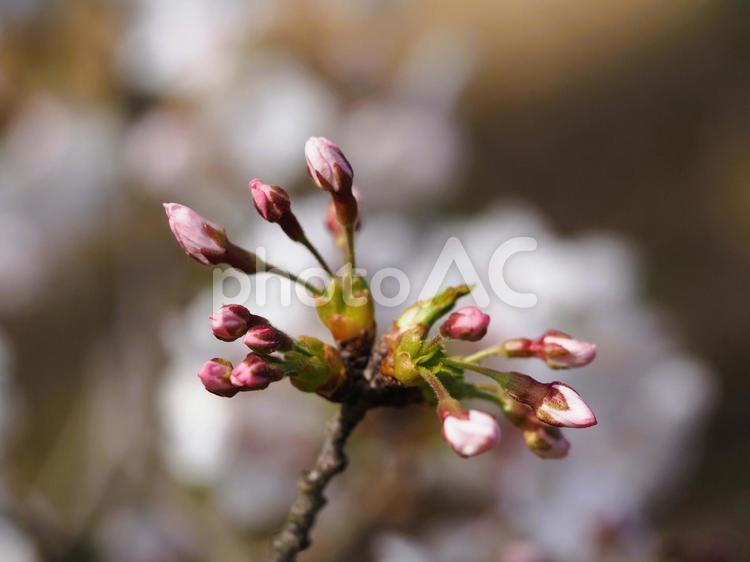 春の花　桜　咲き始めのソメイヨシノ① 桜,春の花,花の写真素材