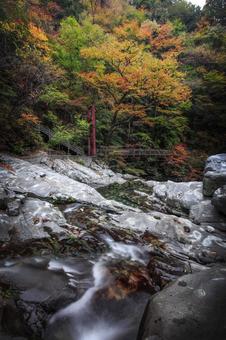 秋のみたらい渓谷　奈良県天川村 みたらい渓谷,吊り橋,奈良県の写真素材