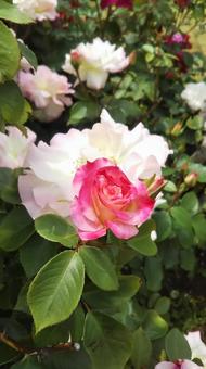 薔薇 薔薇 薔薇,バラ,花の写真素材