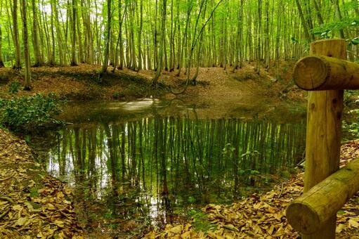 250515十日町市松之山美人林 新潟県,十日町市,松之山の写真素材