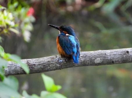 Photo, kingfishers, bird, birds, 