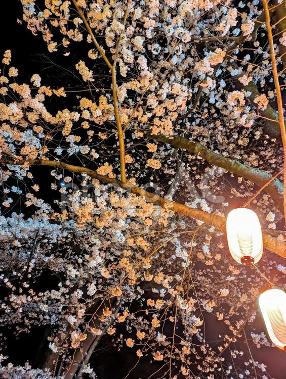 桜祭りの提灯と桜 桜,花見,祭りの写真素材