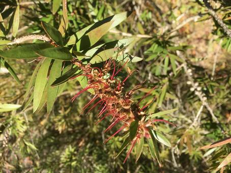 ブラシノキの花 ブラシノキの花 自然,ブラシノキ,六甲山の写真素材