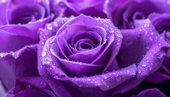 紫色のバラの花に水滴 ビューティー背景 紫色のバラの花に水滴 ビューティー背景の写真