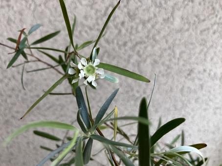 レプトスペルマム 花 レプトスペルマム 花 レプトスペルマム,花,シルバーティーツリーの写真素材