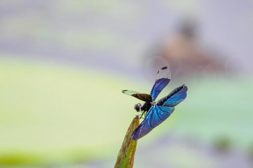 Butterfly dragonfly ⒄, JPG Butterfly dragonfly ⒄, JPG