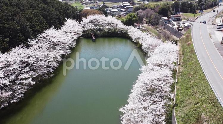 上から見る桜と、池 桜,ドローン,木漏れ日の写真素材