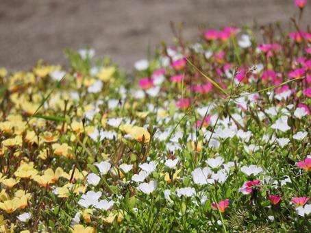 かわいいお花 かわいいお花の写真