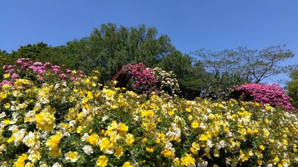 ローズガーデン ローズガーデン バラ,薔薇,ローズガーデンの写真素材