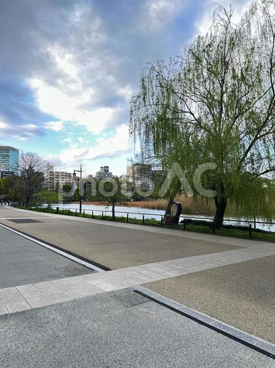 上野恩賜公園　台東区　公共施設　早朝 木,上野恩賜公園,上野公園の写真素材