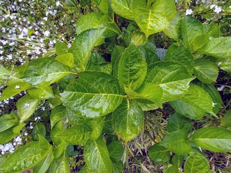 雨に濡れる植物 雨に濡れる植物の写真