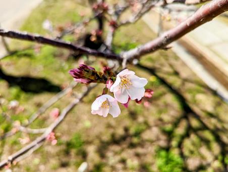 桜とつぼみ 桜とつぼみの写真