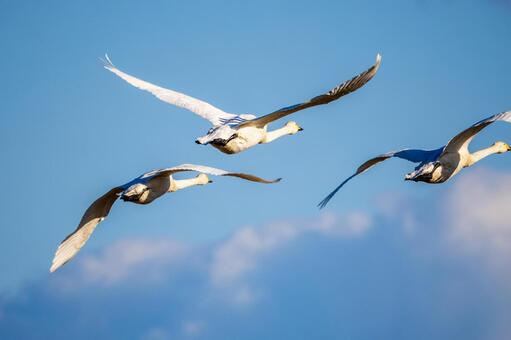 オオハクチョウ(101) 鳥,オオハクチョウ,ハクチョウの写真素材