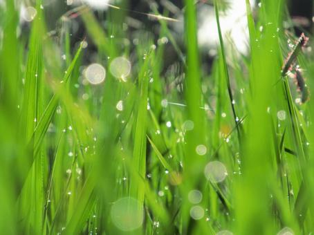 水滴と緑の葉の風景 水滴と緑の葉の風景の写真