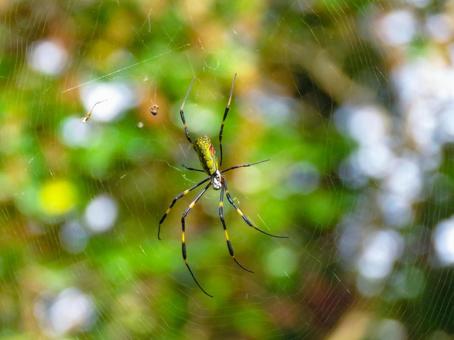 蜘蛛の巣を張るジョロウグモ 蜘蛛の巣を張るジョロウグモ ジョロウグモ,生き物,蜘蛛の写真素材