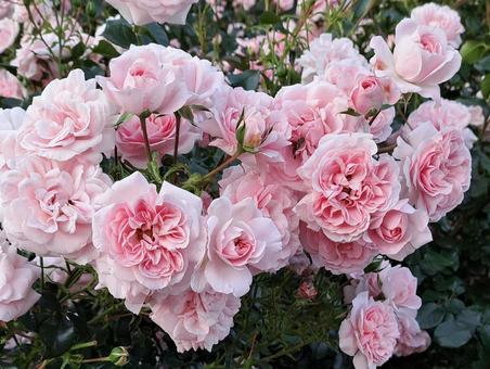 バラ園　札幌 薔薇,ピンク,花の写真素材