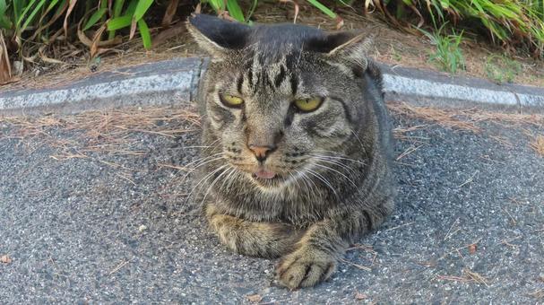 夕涼み中のあざとい猫様 魚眼風 夕涼み中のあざとい猫様 魚眼風の写真