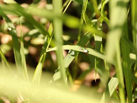 野草の水滴が光る 野草の水滴が光るの写真