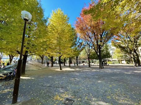 白銀公園の紅葉 白銀公園の紅葉 白銀公園,神楽坂,紅葉の写真素材