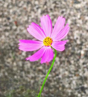 コスモス コスモス コスモス,秋桜,菊の写真素材