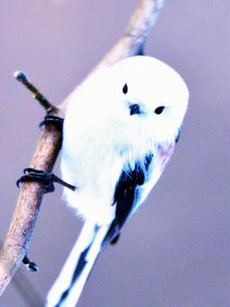 北海道の可愛いシマエナガ シマエナガ,自然,雪の写真素材