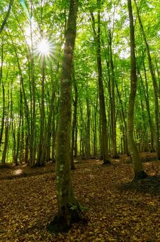 250515十日町市松之山美人林 新潟県,十日町市,松之山の写真素材
