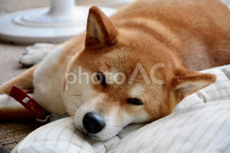 眠そうにこちらを見てくる柴犬 柴犬,犬,だるいの写真素材