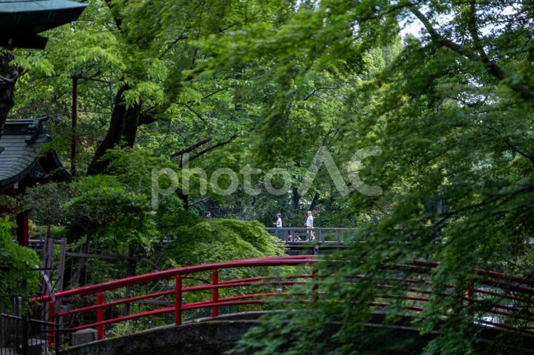［東京都武蔵野市・三鷹市］井の頭恩賜公園 井の頭恩賜公園,井の頭公園,公園の写真素材