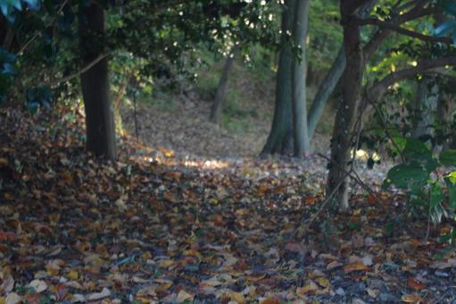 公園の森の道と秋の風景　2 公園,山道,道の写真素材