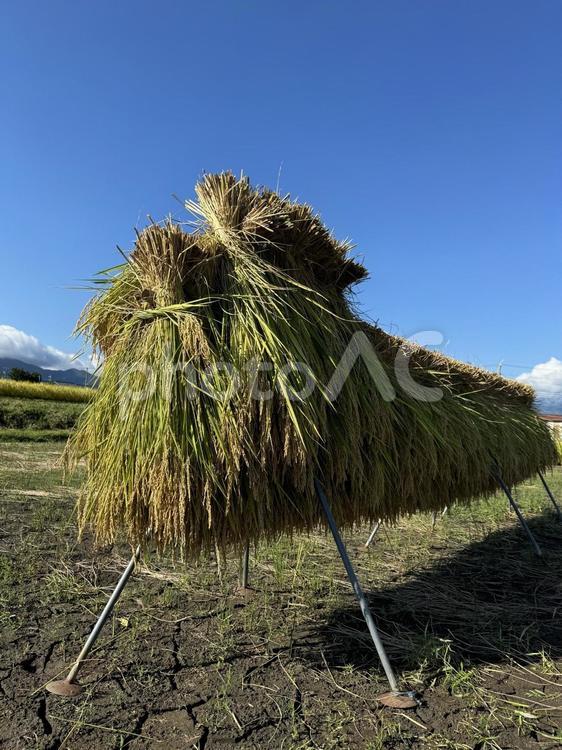 稲刈り当日の天日干し 天日干し,秋,田んぼの写真素材