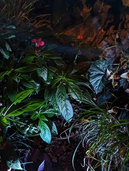 鮮やかな花 鮮やかな花の写真
