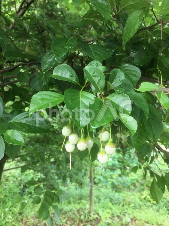 葉に守られ雨にぬれずに済んだ開花を待つ花びらの風景 雨,葉,守るの写真素材