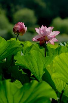 lotus, JPG