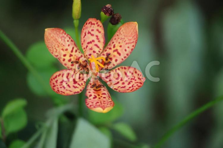 アリのいるオレンジ色のヒオウギの花 アリ,オレンジ色,ヒオウギの写真素材