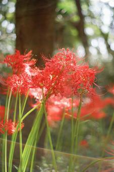 彼岸花 彼岸花の写真
