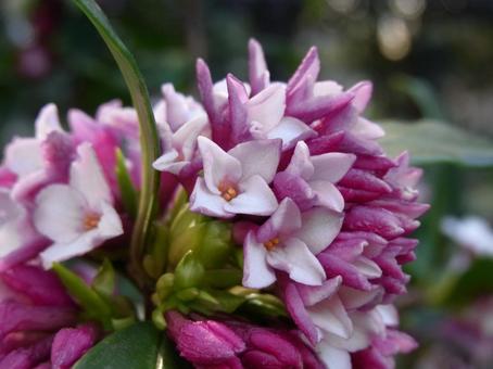 公園の植え込みに咲くジンチョウゲの花 沈丁花,花,植物の写真素材