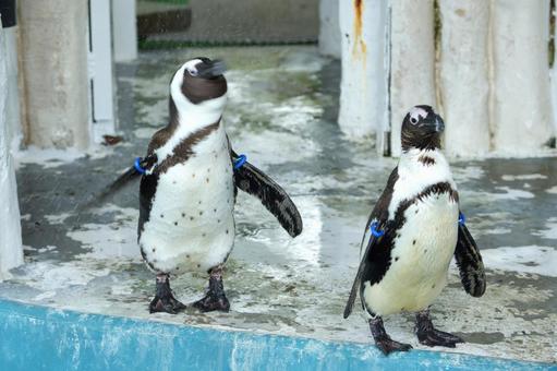 水滴を振り払うケープペンギン 水滴を振り払うケープペンギン ケープペンギン,ペンギン,水滴の写真素材