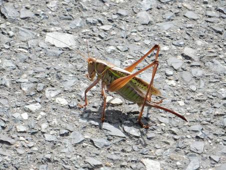 [Insect photo] Katydid (female), JPG